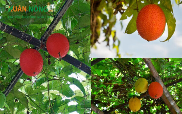 Cách Trồng Cây Sắn Thuyền Hiệu Quả Và Bí Quyết Chăm Sóc Chuyên Sâu