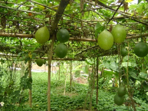 Quả gấc chín đỏ trên giàn leo cho thấy năng suất cao