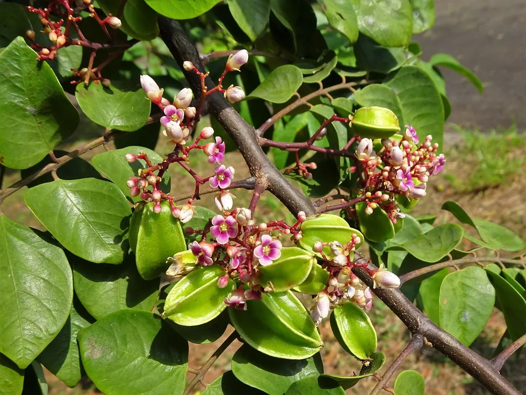 Quả khế chín vàng mọng, là kết quả của quá trình chăm sóc khế cổ thụ đúng kỹ thuật