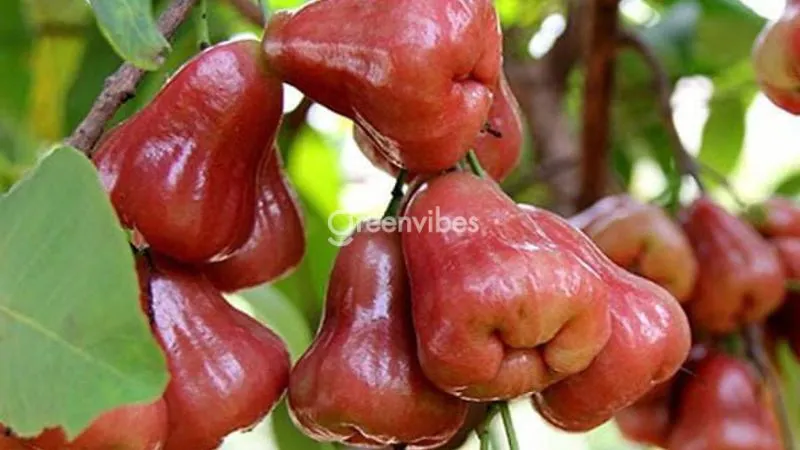 Quả mận An Phước đã thu hoạch, vỏ màu đỏ sẫm, hình chuông đặc trưng