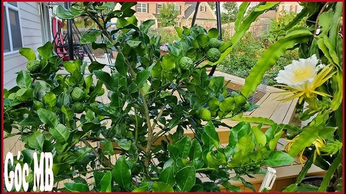 Quả Mây Thái chín mọng, minh họa quy trình cách trồng và chăm sóc cây mây thái thành công.