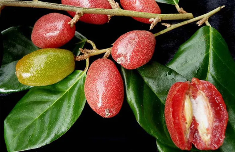 Quả nhót chín rực rỡ tượng trưng cho sự thịnh vượng và sung túc