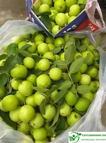 Quả ổi Đài Loan đã chín, giòn ngọt, giàu vitamin C trên cây