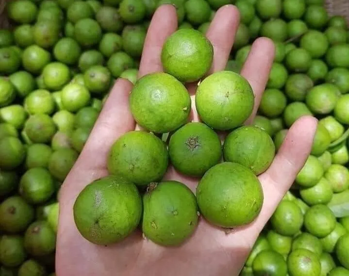 Quả sấu được dùng để nấu canh chua, làm mứt, ngâm với đường làm nước uống, mang lại nguồn dinh dưỡng dồi dào cho gia đình.