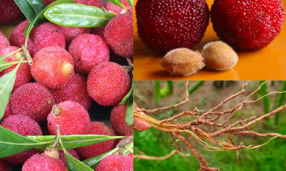 Quả thanh mai tươi mọng được đặt trong rổ, mô tả giá trị dinh dưỡng và công dụng giải nhiệt.