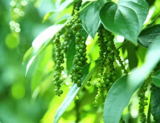 Quả Tiêu Xanh Đang Phát Triển Trên Giàn