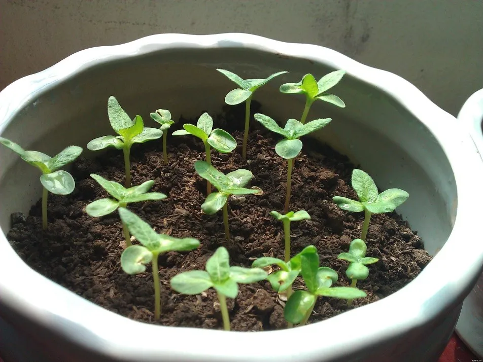 Quá trình cây cẩm tú cầu non sinh trưởng từ hạt trong điều kiện ánh sáng nhẹ