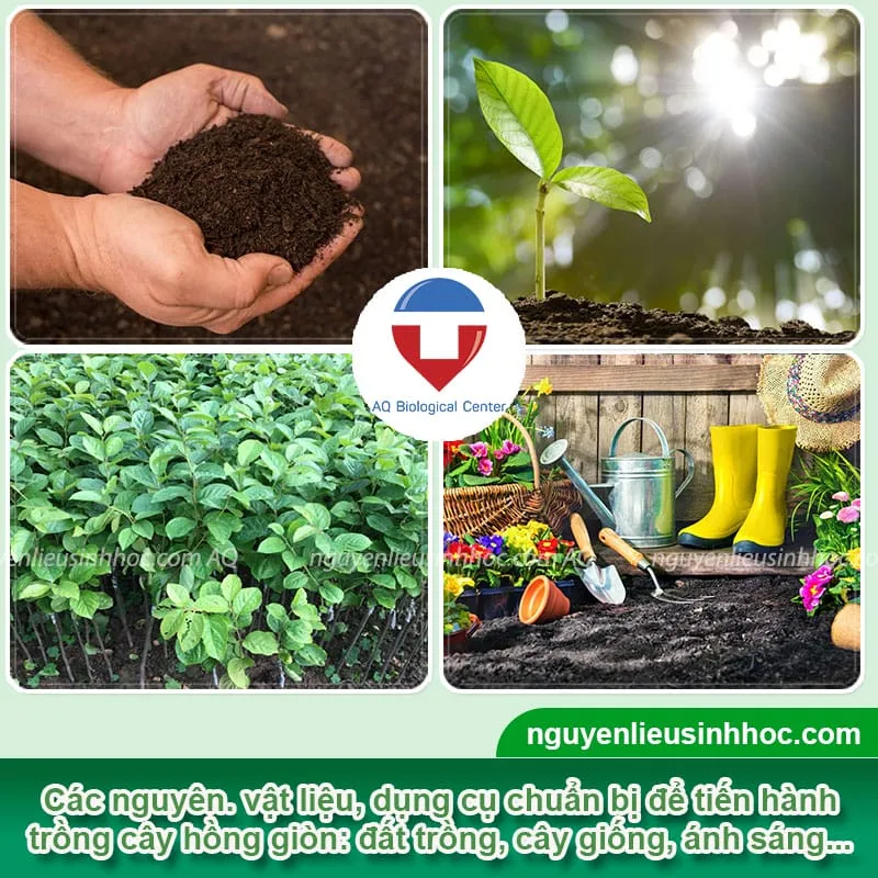 Quá trình chăm sóc cây hồng giòn cần được thực hiện định kỳ và khoa học, bao gồm tưới nước, bón phân và cắt tỉa cành lá.