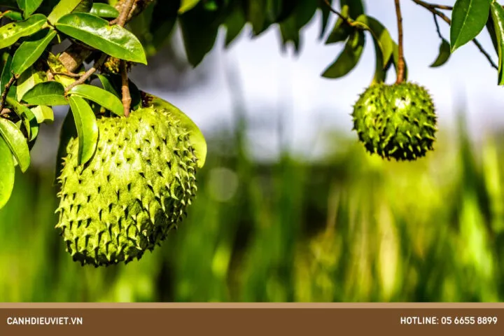 Quá trình chăm sóc và phát triển của cây mãng cầu xiêm trồng bằng hạt