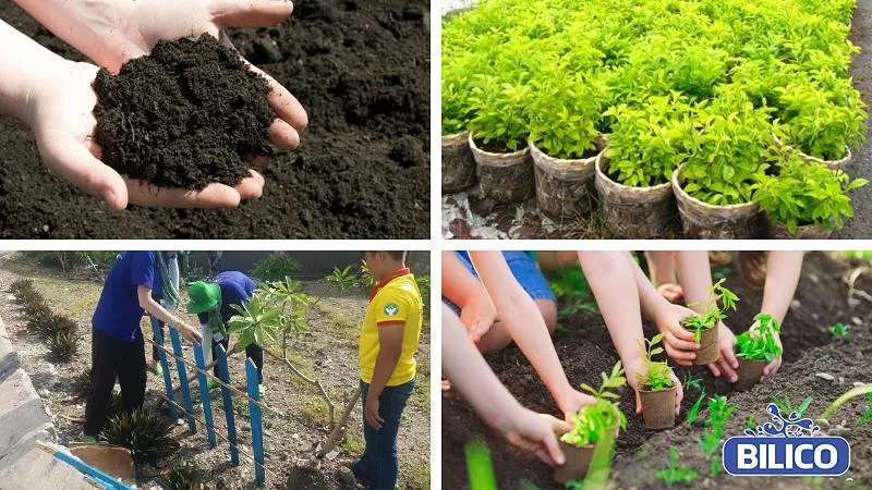 Quá trình đặt cây chuỗi ngọc vào hố trồng so le để tạo hàng rào dày đặc