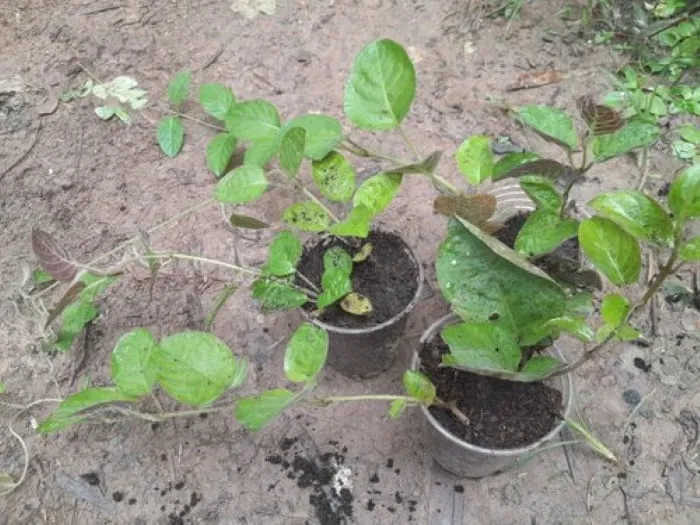 Quá trình giâm cành lá mơ lông để nhân giống cây con hiệu quả