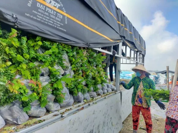 Quá trình kiểm tra và lựa chọn cây giống có sức sống và phẩm chất tốt