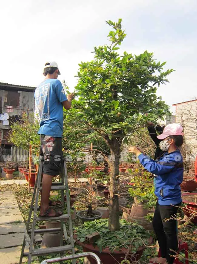 Quá trình lặt lá mai thủ công, một công đoạn cần sự tỉ mỉ và kinh nghiệm để mai nở đúng Tết