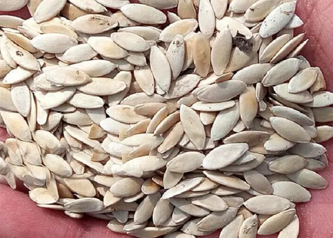 Quá trình lựa chọn hạt giống dưa leo chất lượng là bước đầu tiên để thành công trong cách trồng cây dưa leo tại nhà