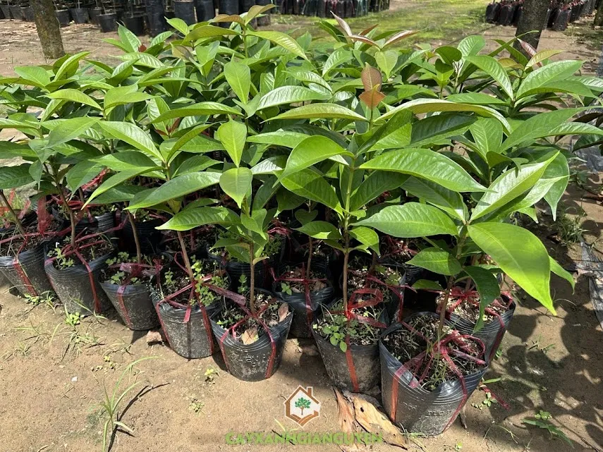 Quá trình thu hoạch những chùm trái mận đỏ tươi ngon, thành quả của việc chăm sóc cây mận điều đỏ đúng quy trình