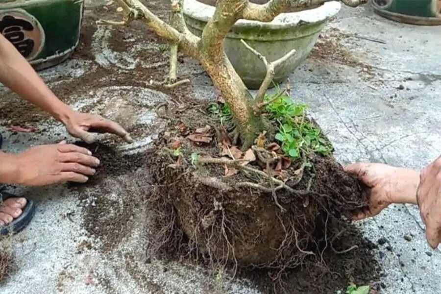 Quá trình tỉa bỏ rễ già và thay giá thể mới cho cây mai vàng trồng chậu