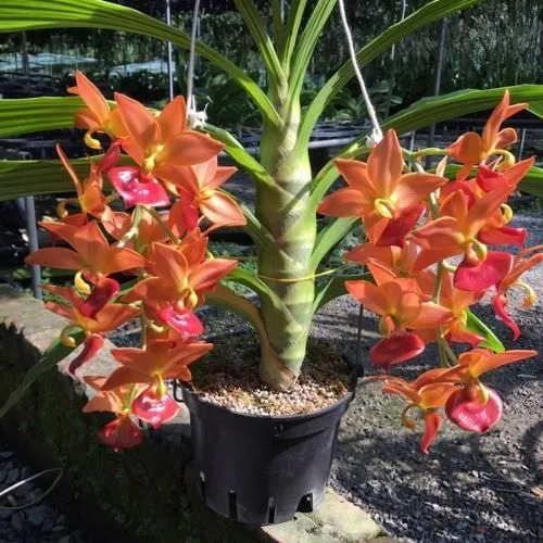 Quá trình trồng và cố định lan thiên nga vào chậu với giá thể vỏ thông