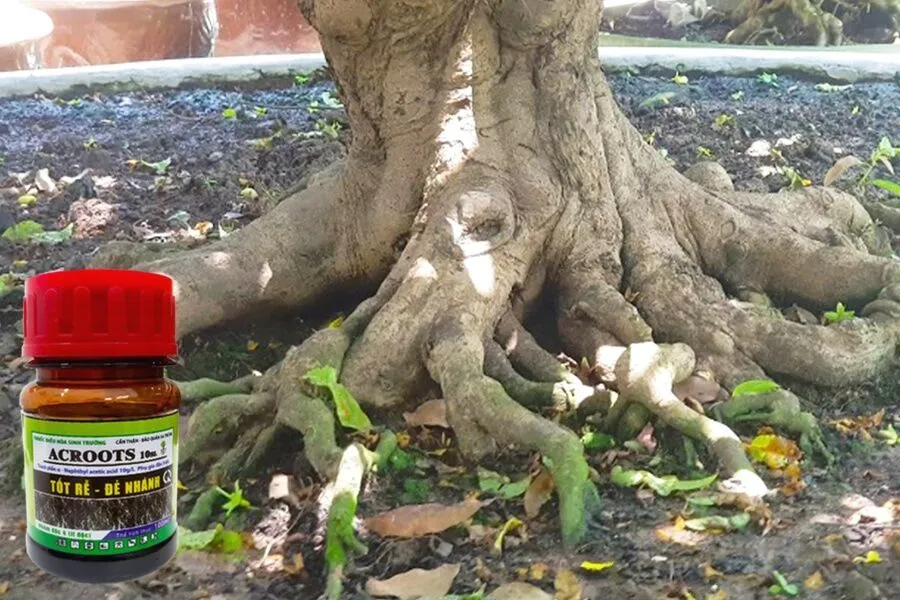 Quá trình tưới thuốc kích rễ vào gốc cây mai vàng đã được thay đất