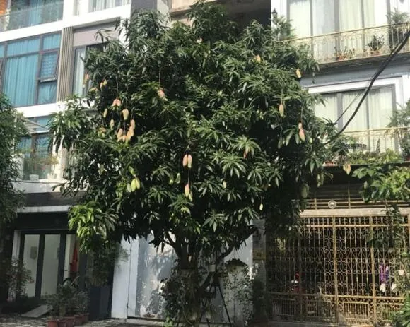 Quả xoài chín vàng trên cành cây đã được cắt tỉa gọn gàng