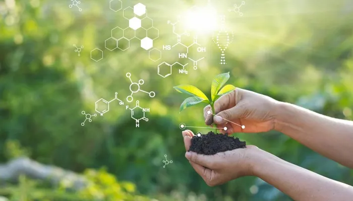 Quản lý ánh sáng khuếch tán để chăm sóc cây Vạn Niên Thanh leo cột