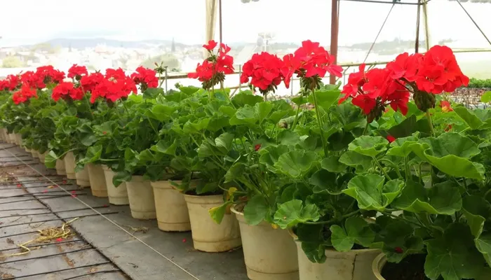 Quản lý ánh sáng và nhiệt độ là hai yếu tố then chốt trong kỹ thuật chăm sóc hoa phong lữ thảo