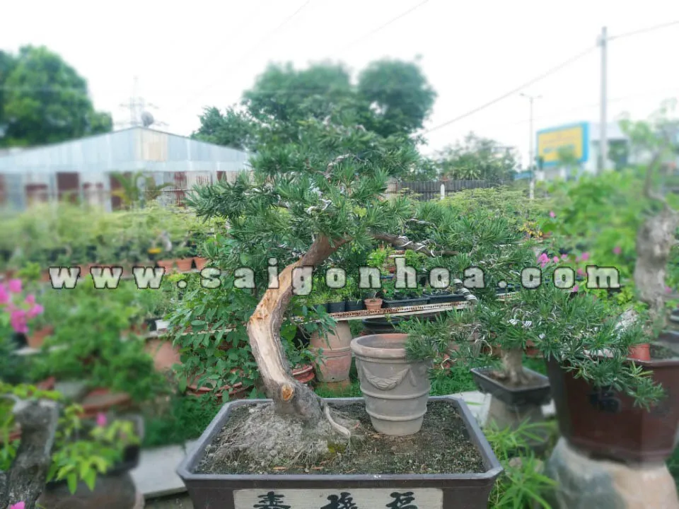 Quan sát lá cây Vạn Niên Tùng bonsai để phát hiện dấu hiệu sâu bệnh