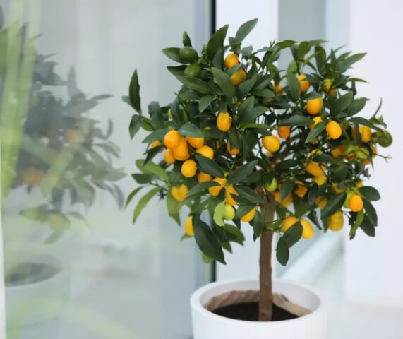 Cách Trồng Cây Ăn Quả Tại Nhà Sai Trĩu Quả Với Kỹ Thuật Chuyên Sâu