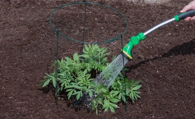 Quy trình bón phân hữu cơ cho hoa mẫu đơn được thực hiện vào cuối mùa hè để bổ sung dinh dưỡng, giúp cây chuẩn bị cho giai đoạn ngủ đông sắp tới