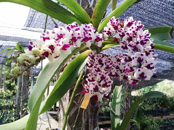 Quy trình bón phân và cung cấp dinh dưỡng cho cây hoa phong lan