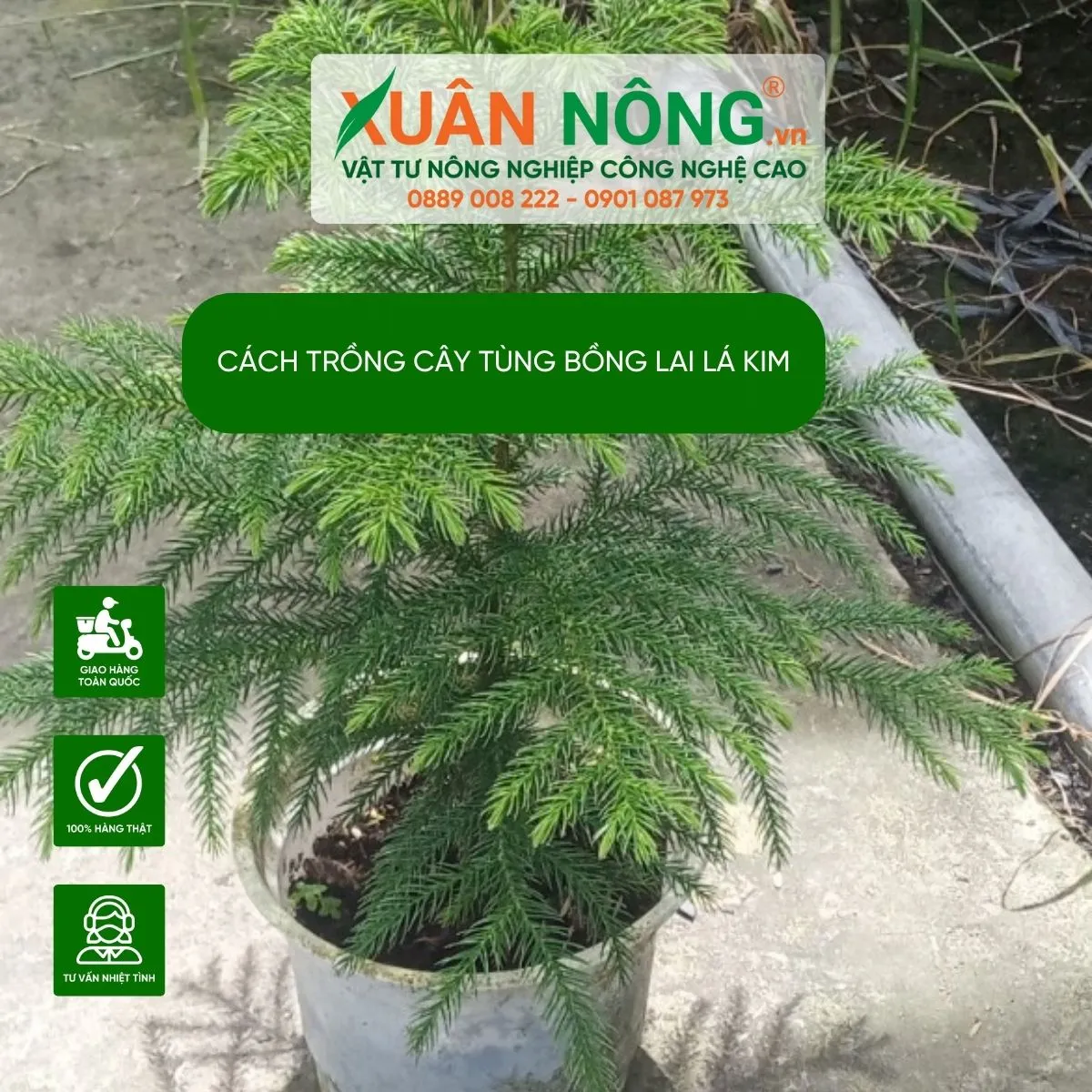 Quy trình các bước chuẩn bị và trồng cây Tùng lá kim vào chậu