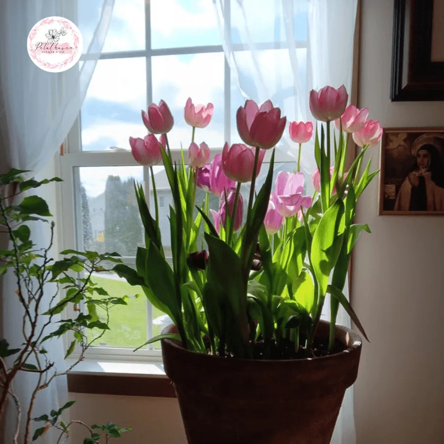 Quy trình cách trồng lại hoa tulip và chăm sóc củ sau khi nở