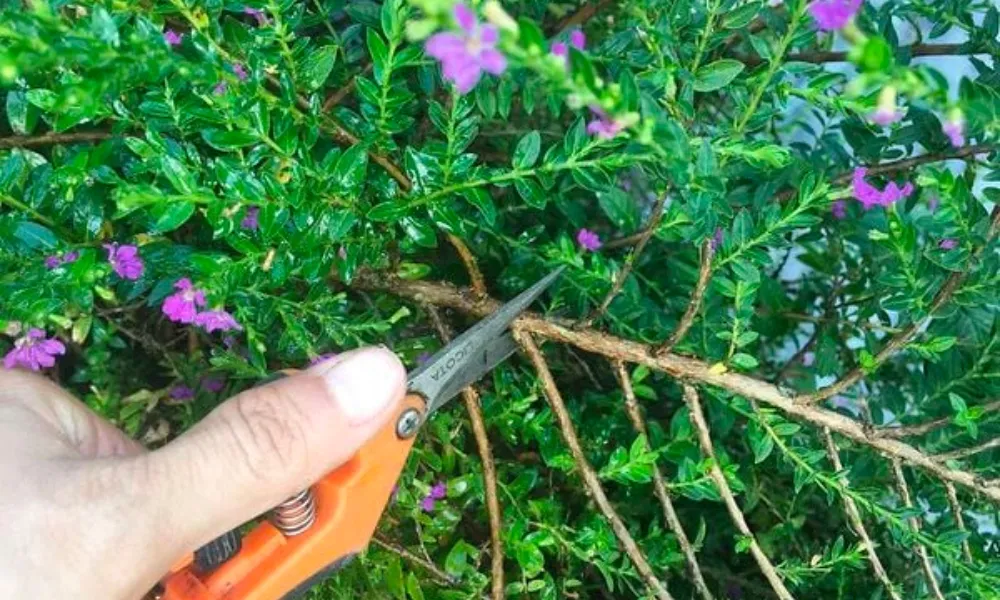 Quy trình cắt tỉa cành cho cây Cẩm Tú Mai để duy trì hình dáng và sức khỏe cây