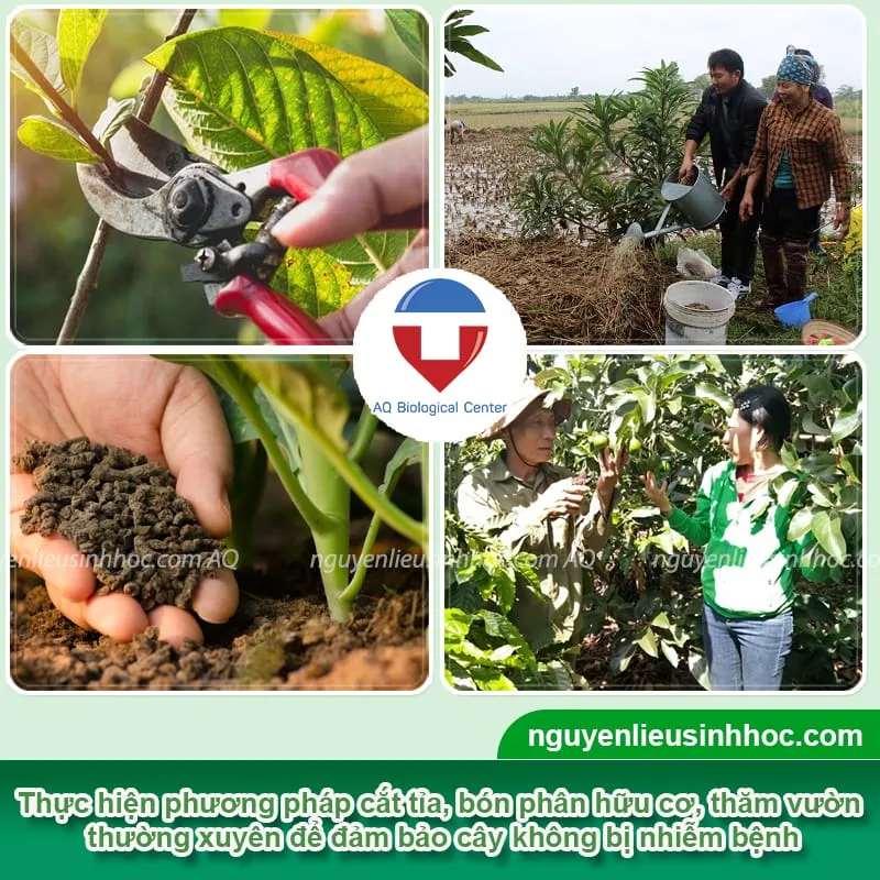 Quy trình cắt tỉa tạo tán và bổ sung dinh dưỡng trong cách chăm sóc cây bơ sau thu hoạch