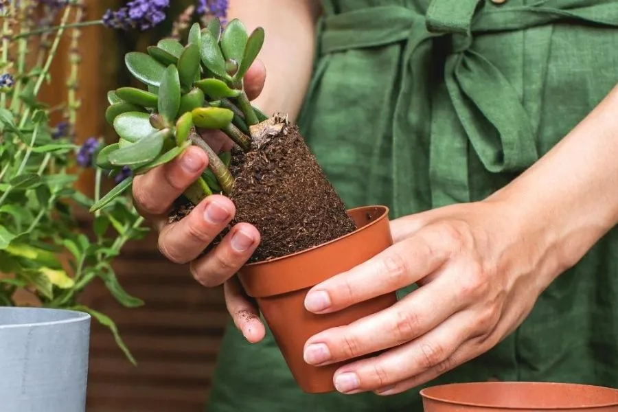 Quy trình cấy ghép có thể được thực hiện hàng năm đối với cây non để đảm bảo chất dinh dưỡng cho sự phát triển