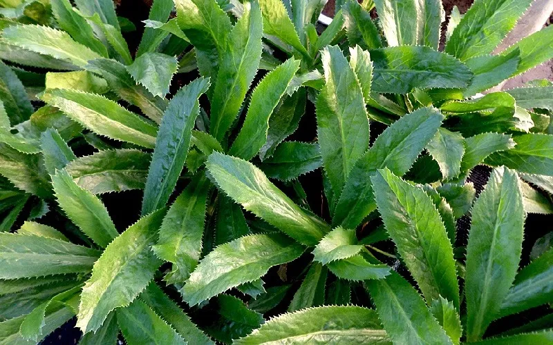 Quy trình chăm sóc cây gai xanh cho lá xanh tốt