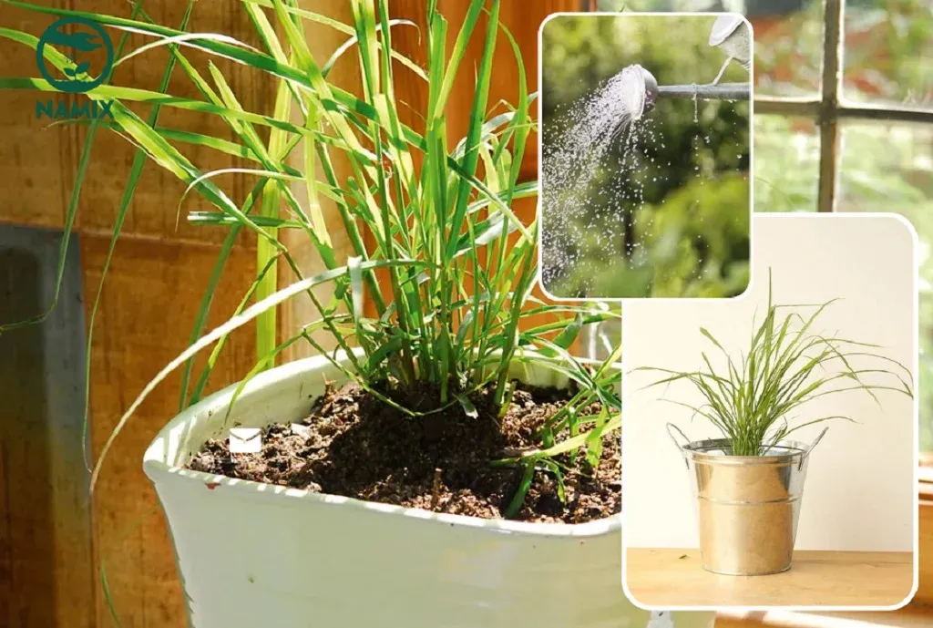 Quy trình chăm sóc cây sả sau khi trồng để đảm bảo năng suất cao