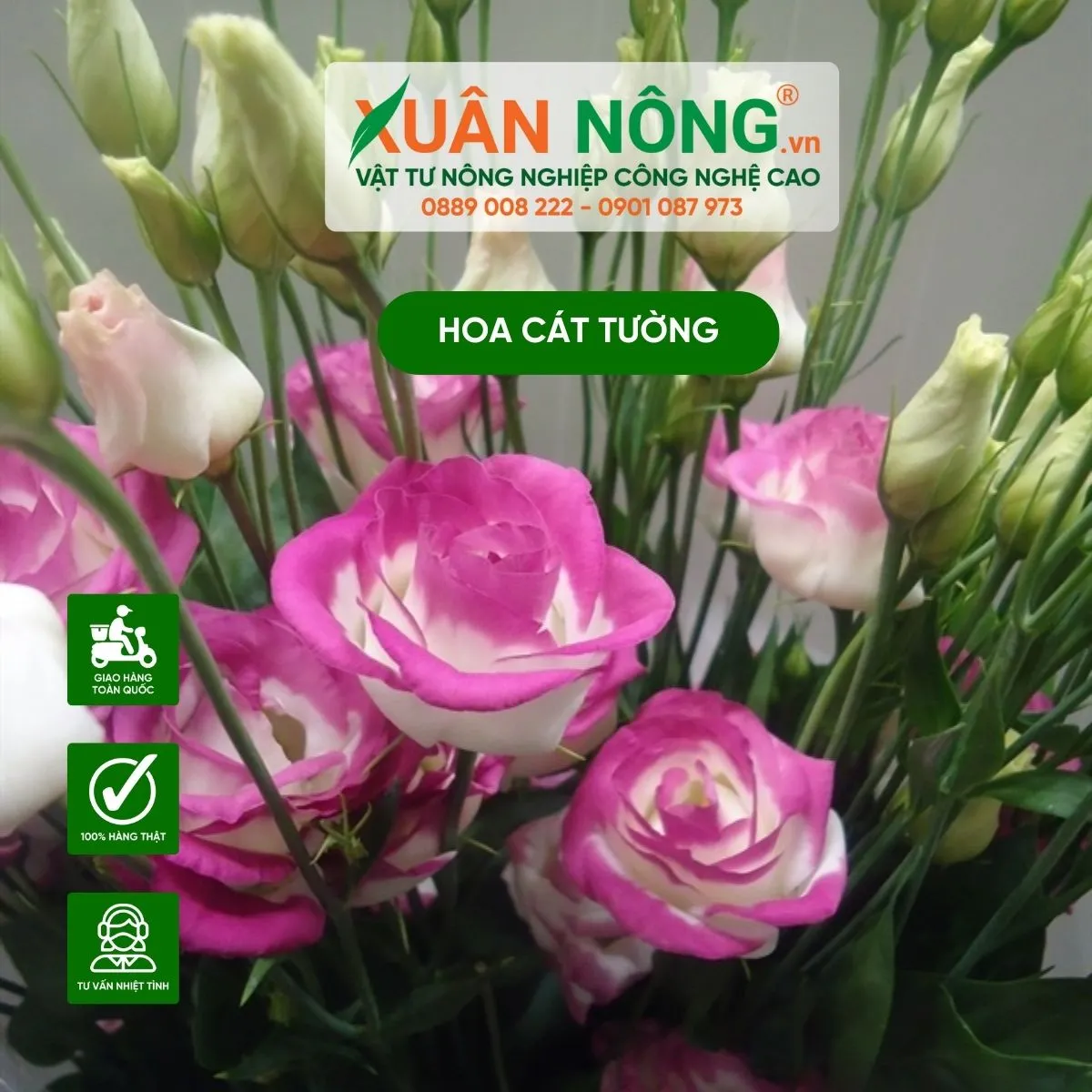 Quy trình chăm sóc chuyên sâu bao gồm việc kiểm tra sâu bệnh và bón phân định kỳ cho cây cát tường