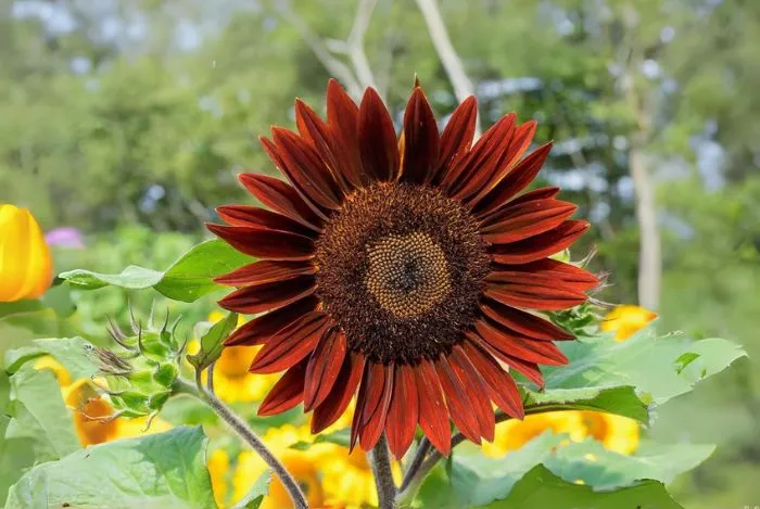 Quy trình chăm sóc chuyên sâu sau khi áp dụng cách trồng hoa hướng dương bằng cành