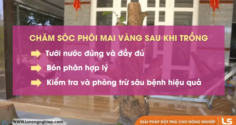 Quy trình chăm sóc phôi cây cảnh sau khi trồng đòi hỏi sự tỉ mỉ và kiên nhẫn