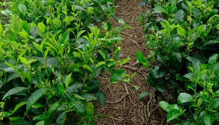 Quy trình chọn giống và nhân giống cây trà xanh