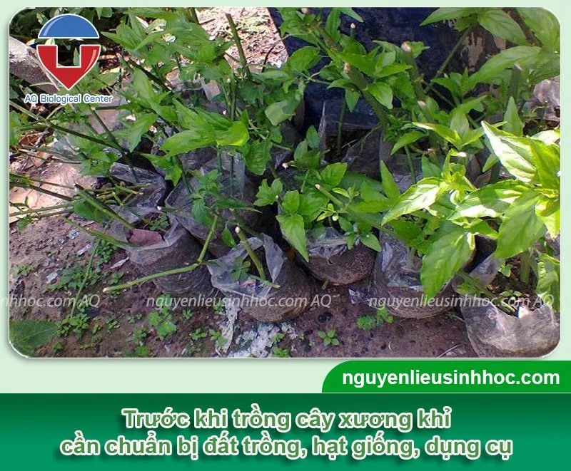 Quy trình chuẩn bị đất trồng và gieo hạt để trồng cây xương khỉ