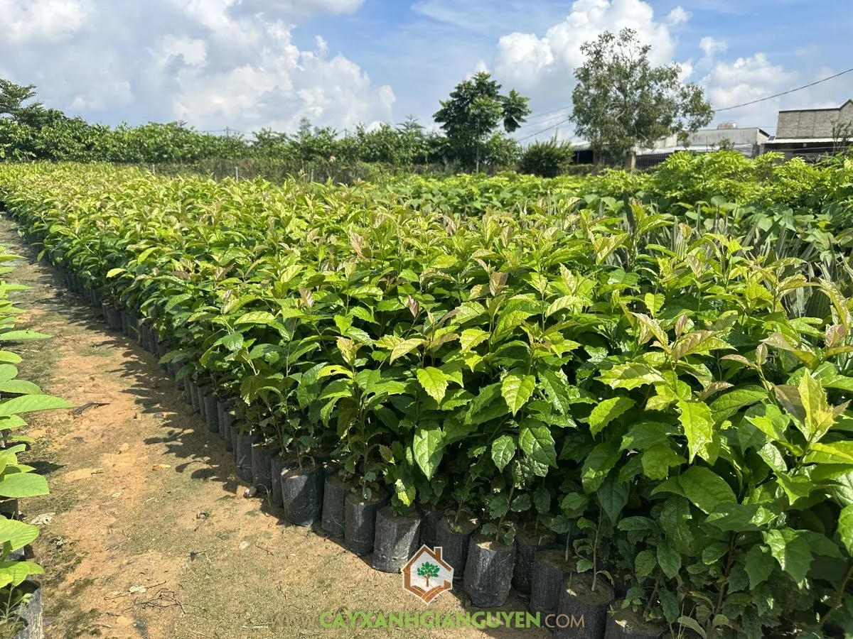 Quy trình chuẩn bị đất và cắm cành giống vào bầu ươm theo phương pháp giâm cành xạ đen đơn giản.