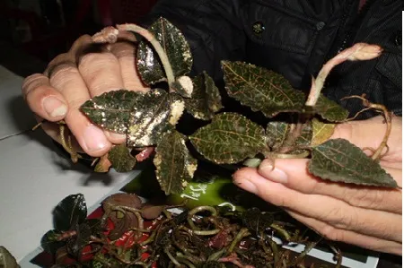 Quy trình chuẩn bị giá thể trồng lan kim tuyến tại vườn ươm, đảm bảo điều kiện thổ nhưỡng tối ưu