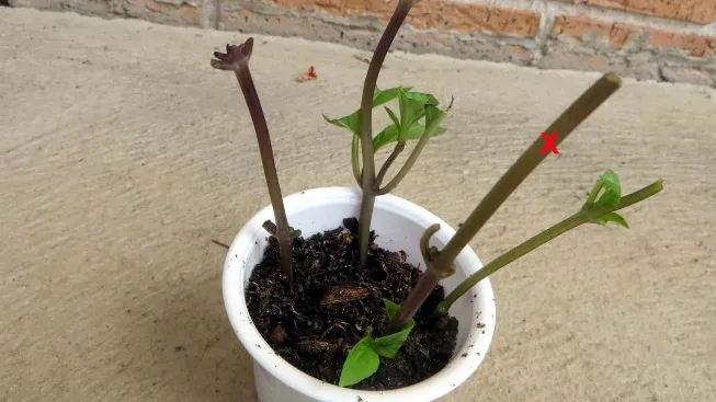Quy trình giâm cành é trắng non tại nhà, hướng dẫn kỹ thuật quan trọng trong cách trồng cây é trắng từ đoạn thân