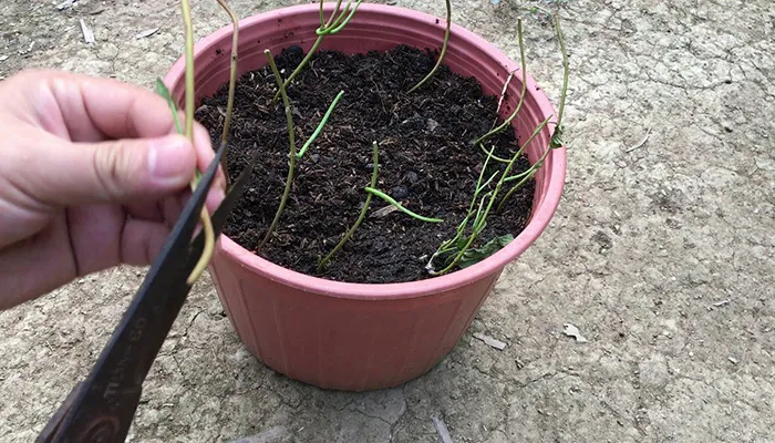 Quy trình giâm cành lá giang (hom bánh tẻ) để nhân giống cây trồng