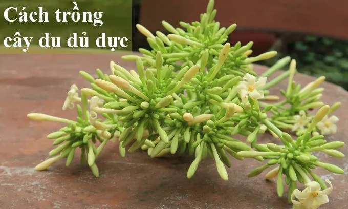 Quy trình gieo hạt đu đủ từ việc ngâm ủ đến khi hạt nảy mầm, thể hiện kỹ thuật gieo trồng