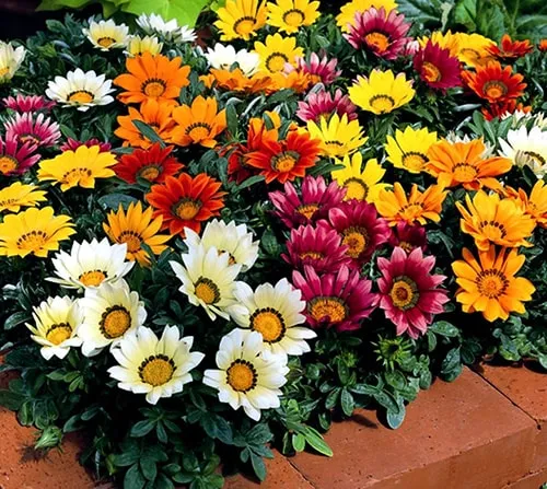 Quy trình gieo hạt giống hoa cúc vào khay ươm với đất đã chuẩn bị sẵn