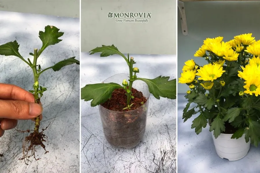 Quy trình gieo hạt hoa cúc 7 màu bằng hạt đơn giản