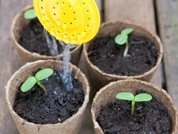 Quy trình gieo hạt và ươm mầm hoa hướng dương