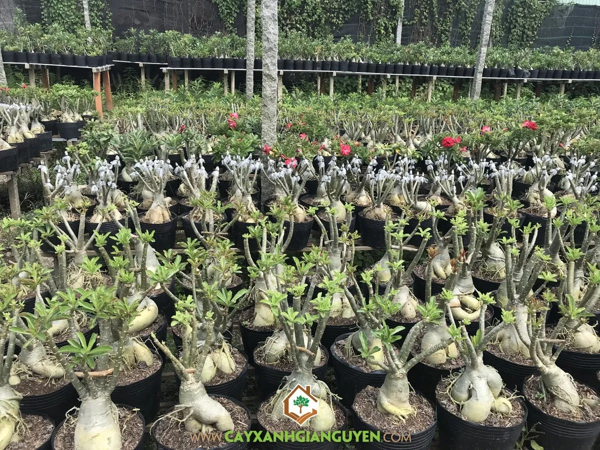 Quy trình kích hoa sứ thái ra hoa đúng dịp Tết Nguyên Đán, tạo hình cây có tàn tròn trịa